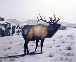 High Country Bull