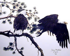 Bald Eagle Pair