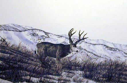 High Mountain Buck