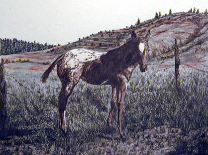 Appaloosa Colt