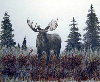Bull Moose