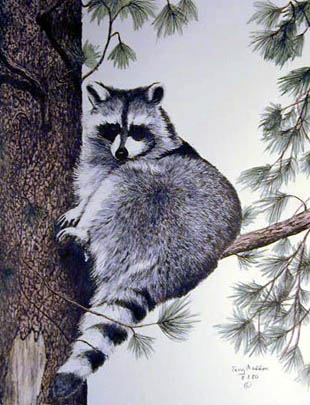 Racoon