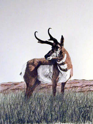 Antelope