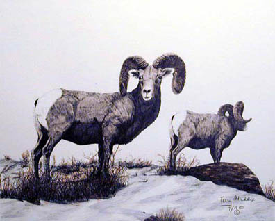 Big Horn Rams