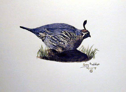 Lone Quail