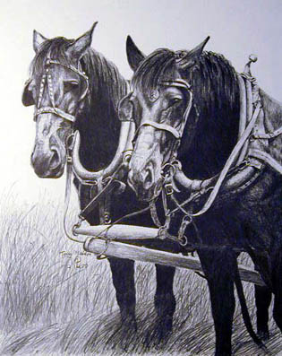 Percherons