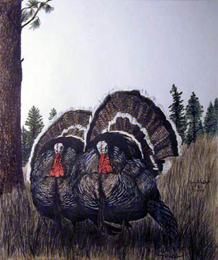 Wild Turkeys