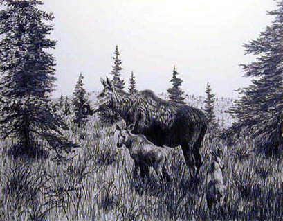 Moose and Calf