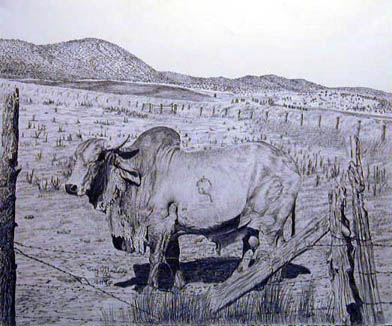 Bhrama Bull