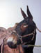 Blue Ribbon Mule