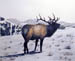 High Country Bull