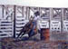 Barrel Racer