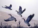 Rising Geese