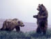 Grizzlies