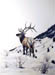 Bull Elk