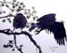 Bald Eagle Pair