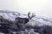 High Mountain Buck
