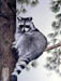 Racoon