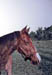 Horse Head