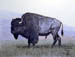 Buffalo Bull