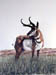 Antelope