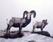Big Horn Rams