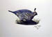 Lone Quail