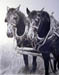 Percherons