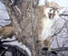 Treed