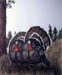 Wild Turkeys