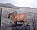 Brahma Bull