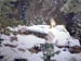 Winter Hunter