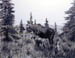 Moose and Calf